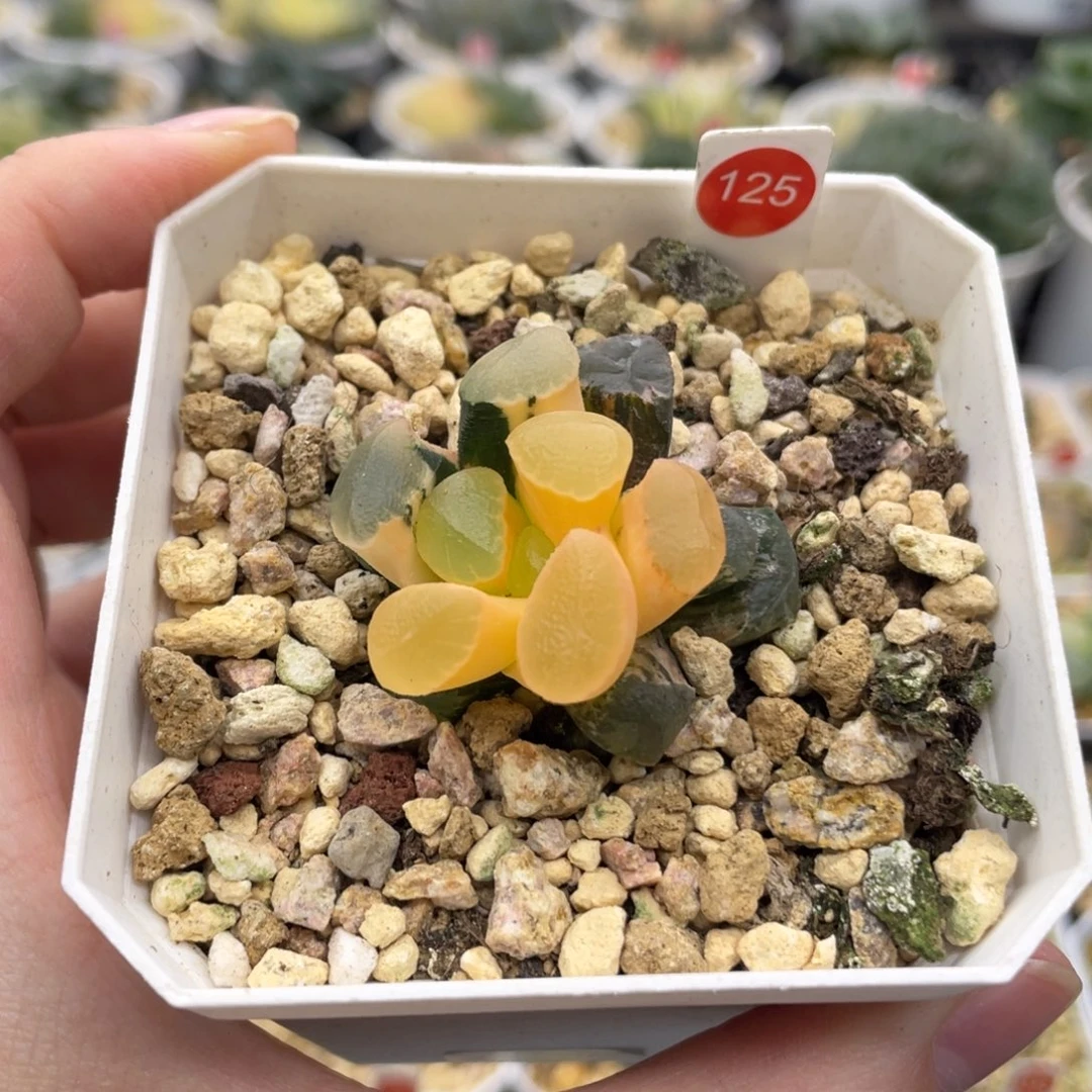 小蔡的菜园 125 红月亮锦