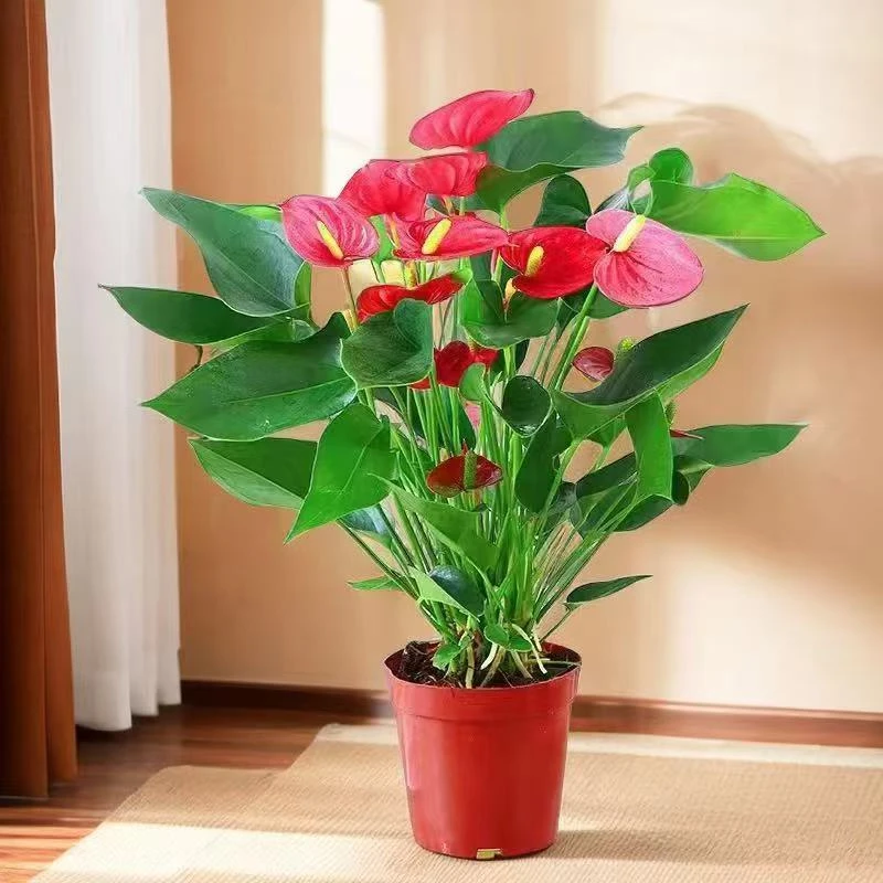 红掌盆栽室内客厅四季开花好养真花一帆风顺花卉办公桌面水培绿植