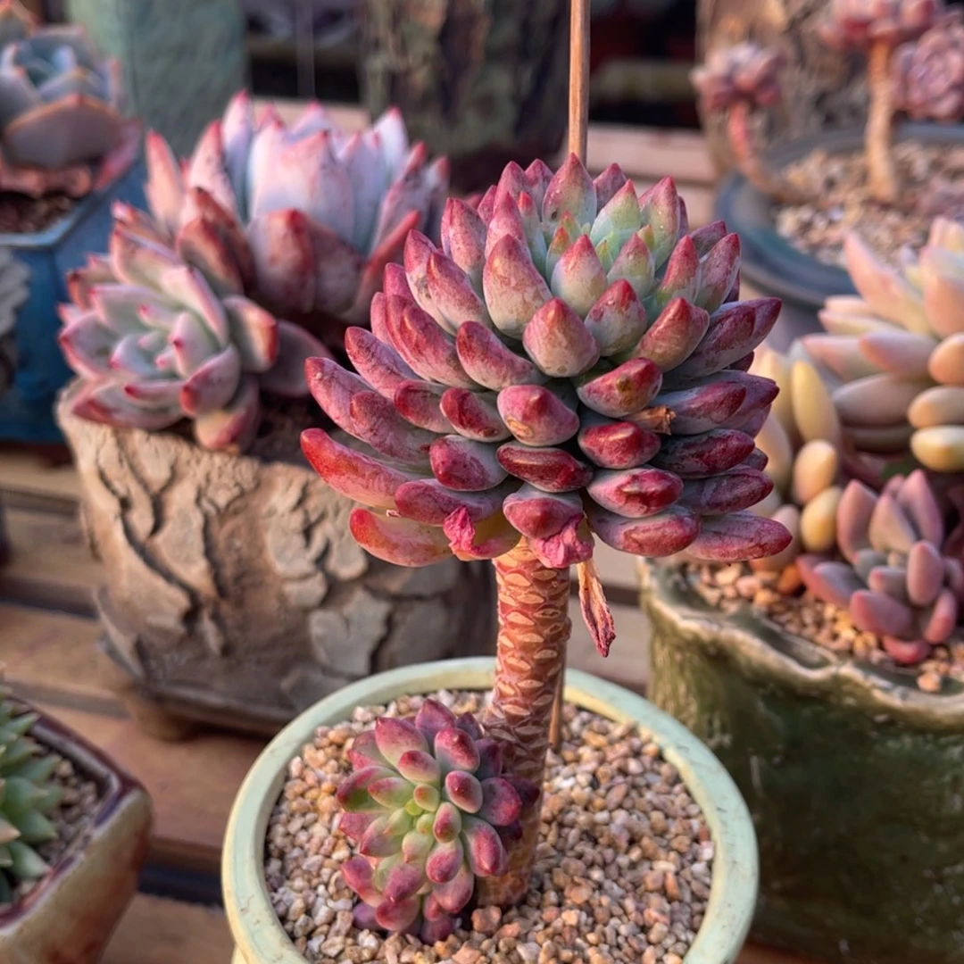 ?****？373737383838353553