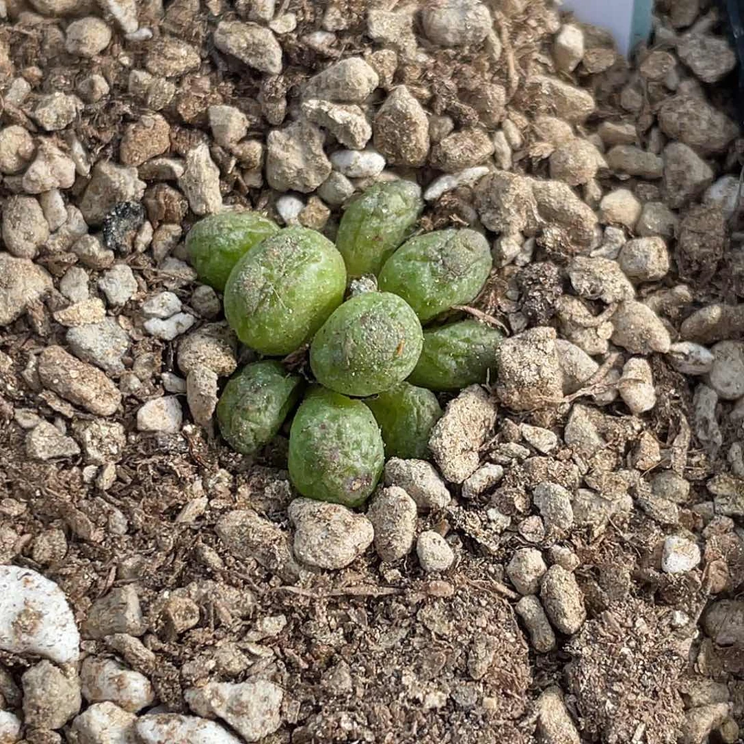 23-43斑马多肉植物