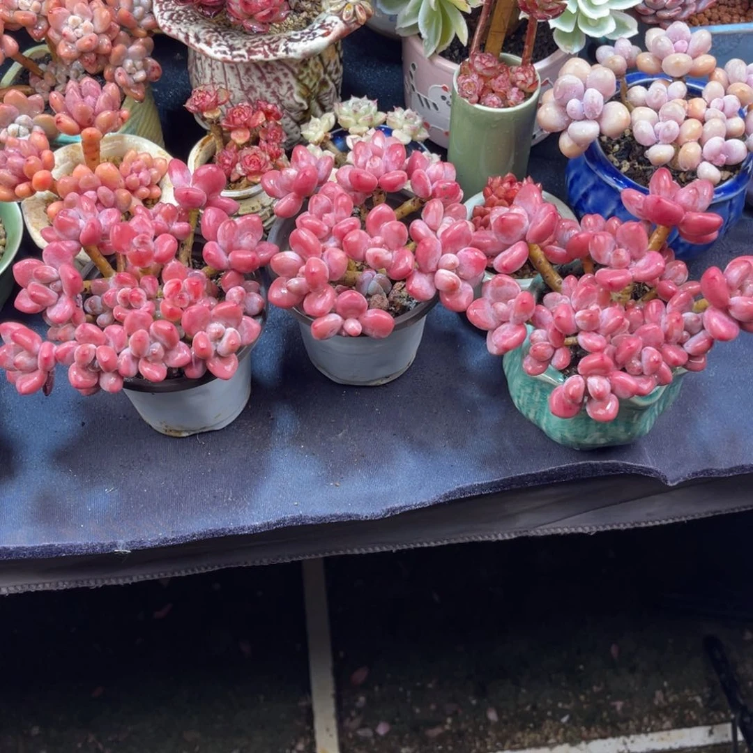 草***鹿红洛神 三颗 多肉植物