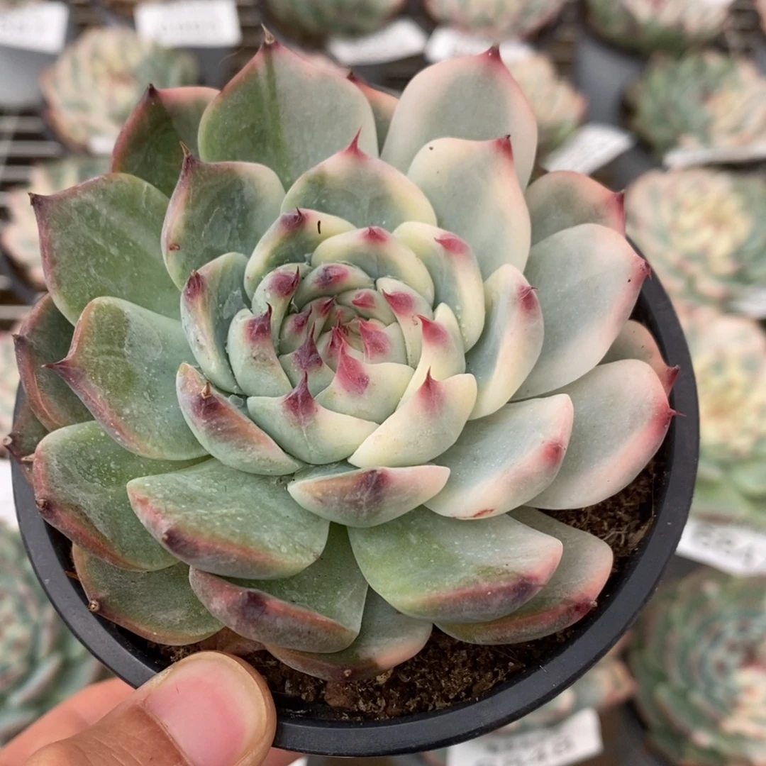 吉娃娃锦多肉植物6888