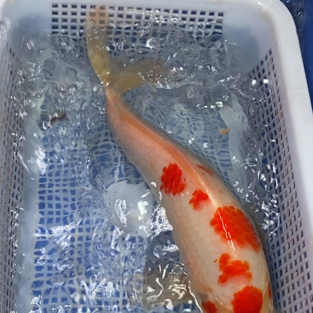 锦鲤冷水锦鲤包邮