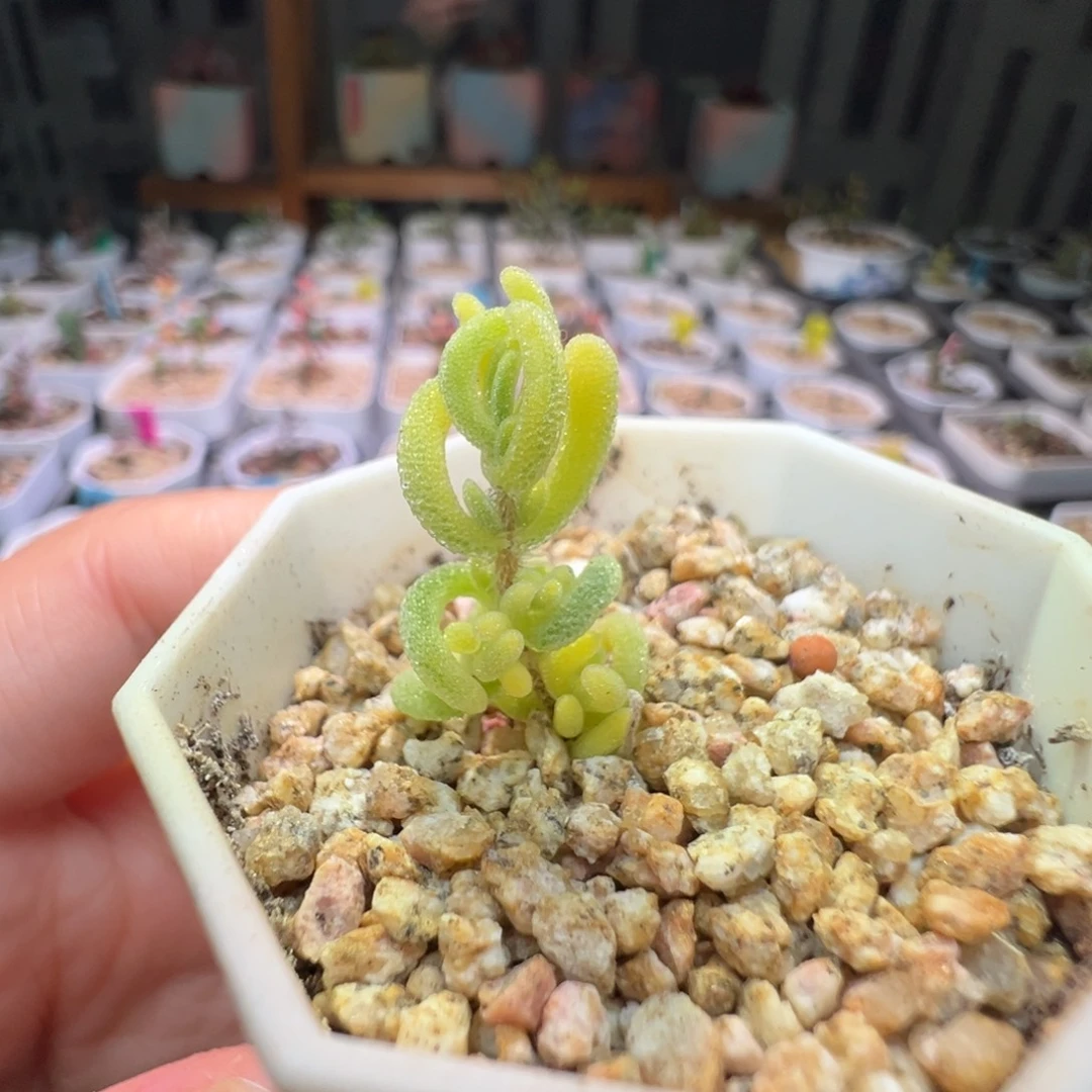 3015红叶锦，拍下不退不换