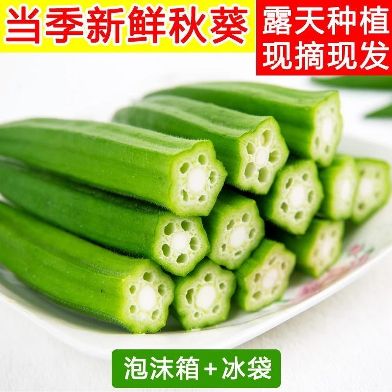 【产地直发】山东秋葵现摘羊角豆当季新鲜蔬菜农家水果秋葵批发