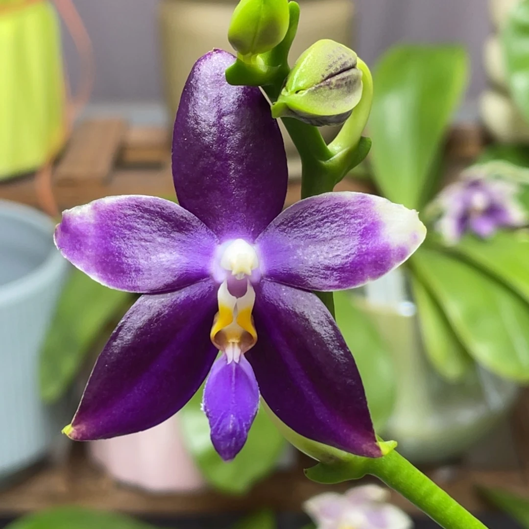 大部分花苞少量开放