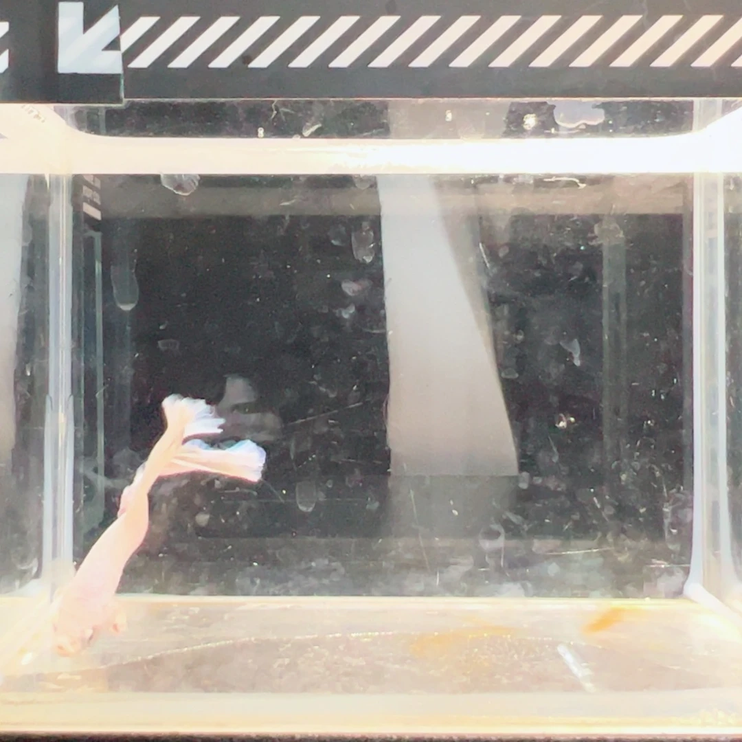 斗鱼浅色仙仙裙特殊尾