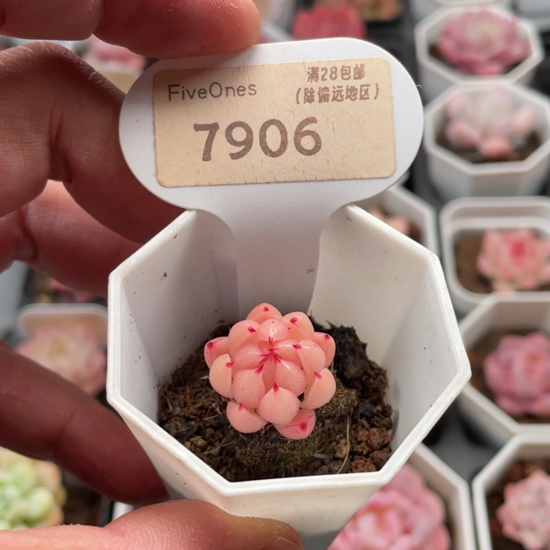 珍妮7906-2.0厘米