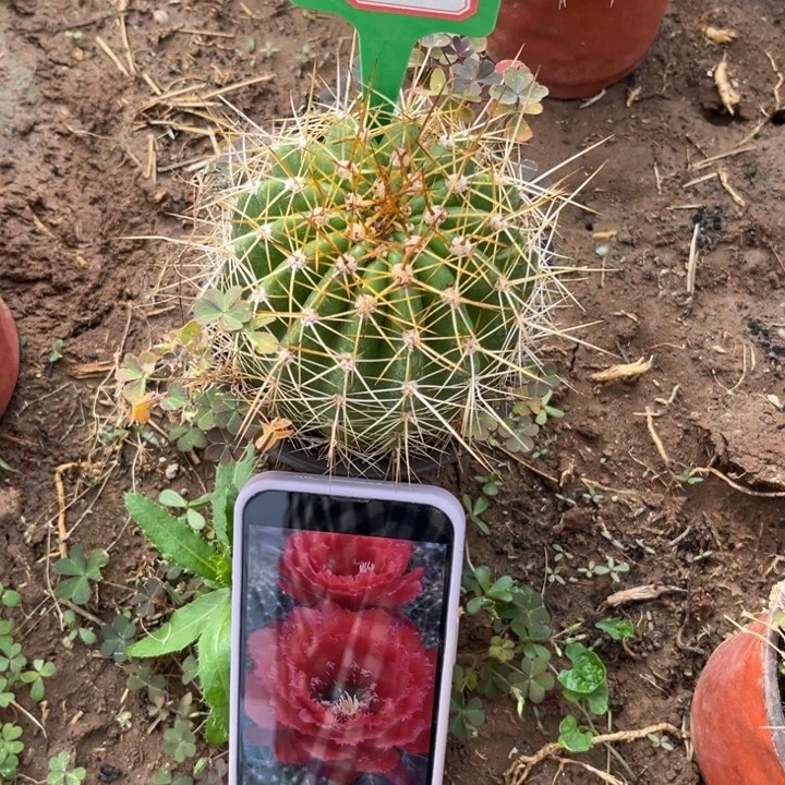 637。毛花柱712。。。