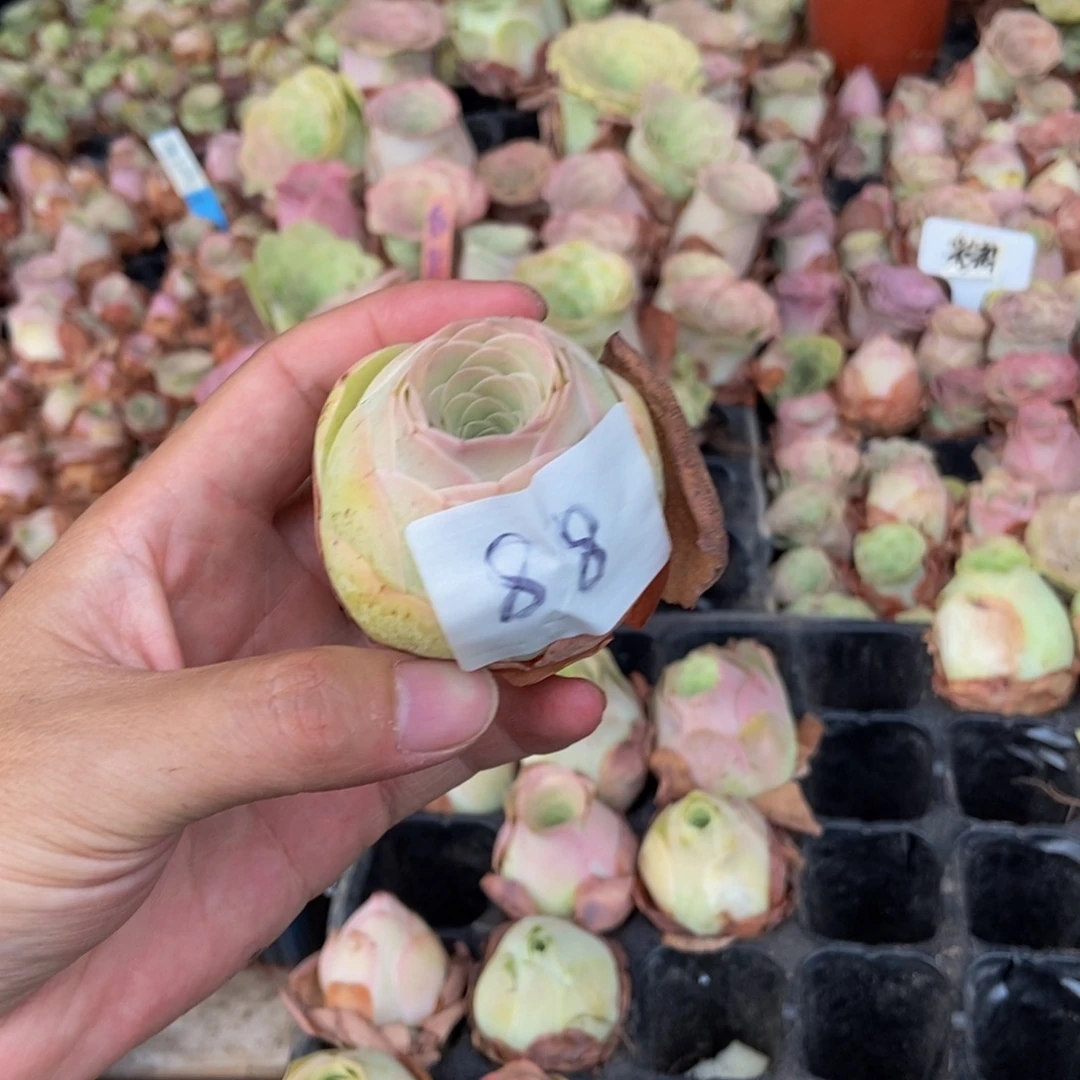 蜜***儿山地玫瑰多肉植物88