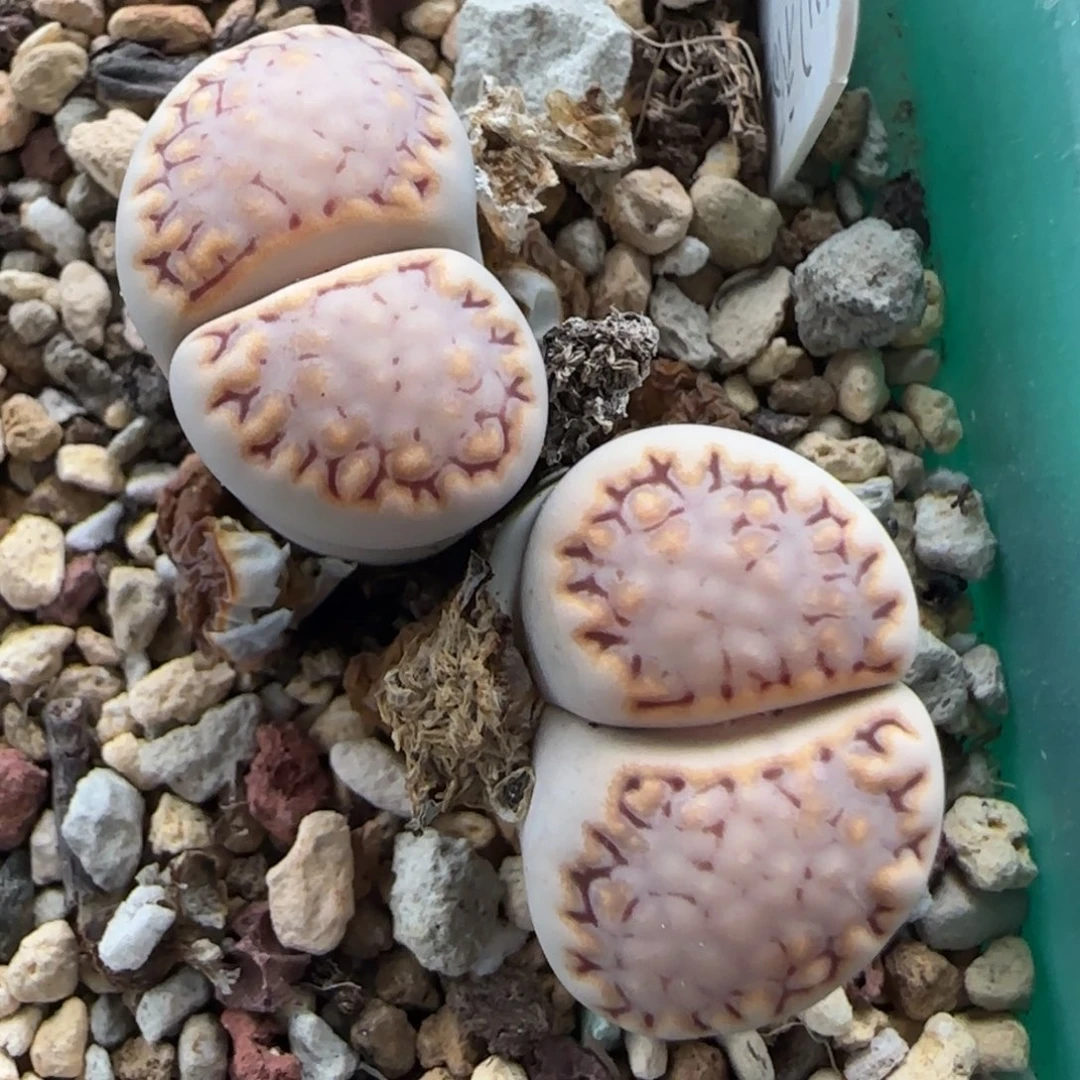 6.1。217饼干。9105