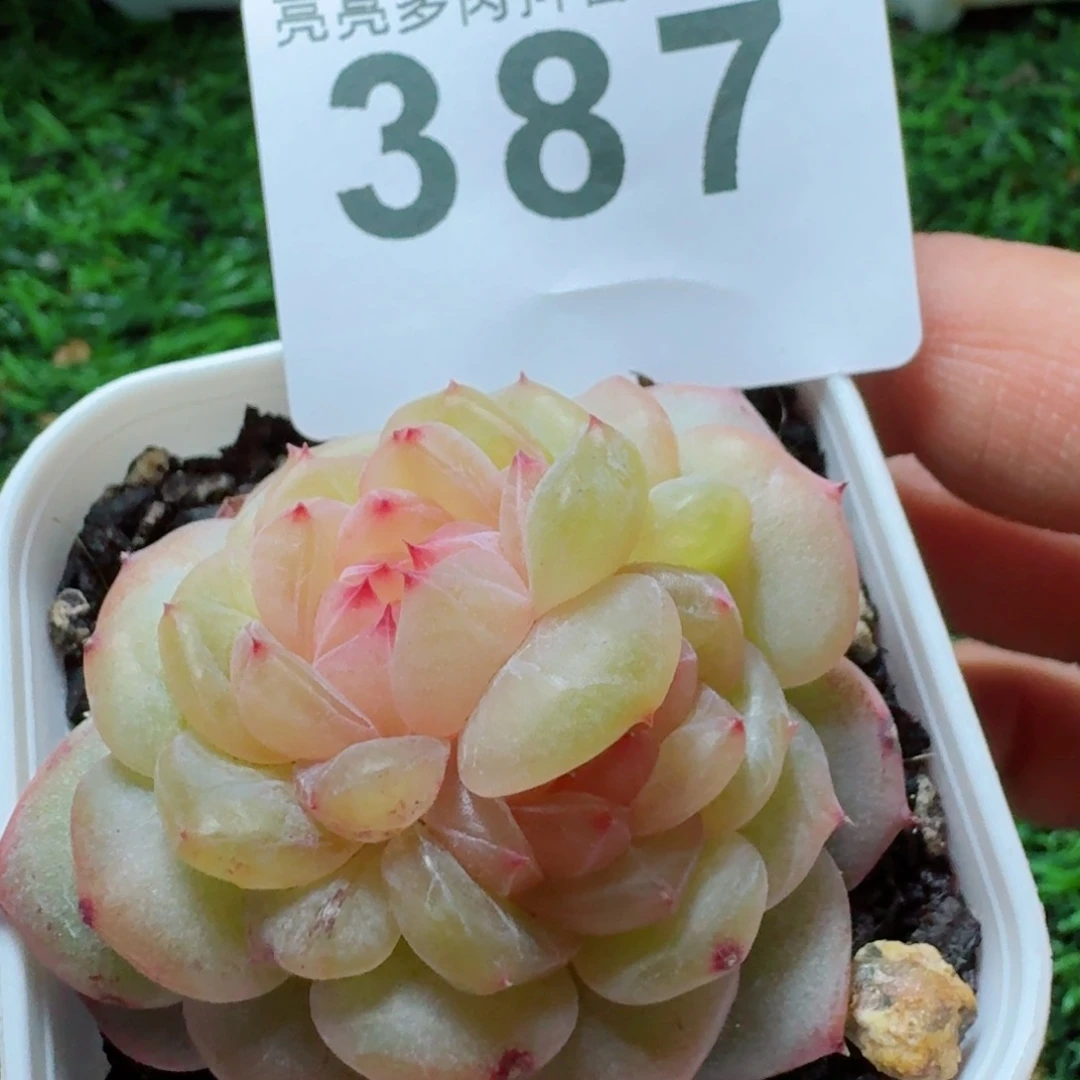 柰*双心珍妮         精品多肉