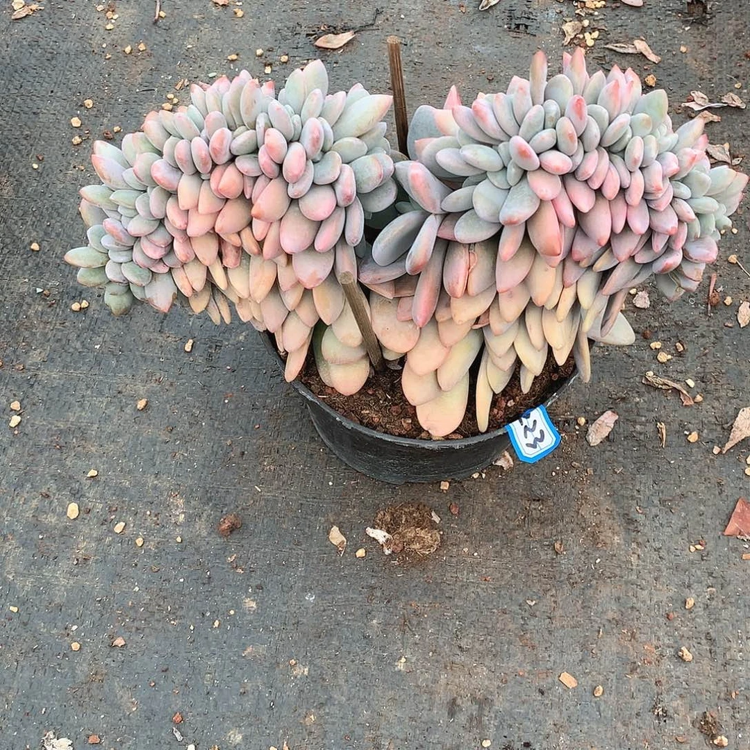 223 粉兔缀 一物一拍