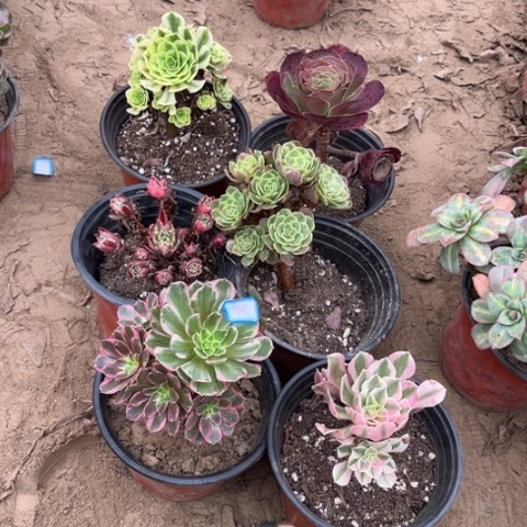 947多肉植物组合，