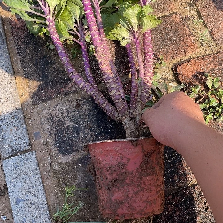 *****羽衣甘蓝一物一拍
