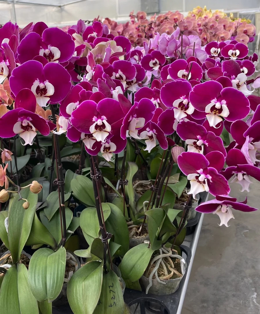 米歇尔蝴蝶兰双梗云南基地直发