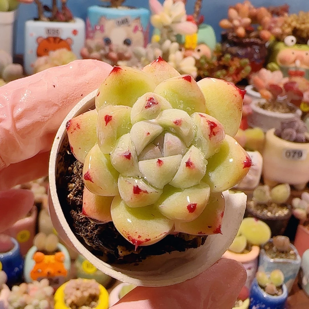 T福利冰橙盆口3.5cm