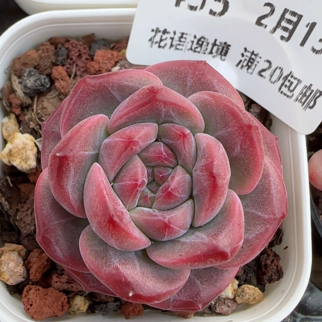 花语逸境0213-435