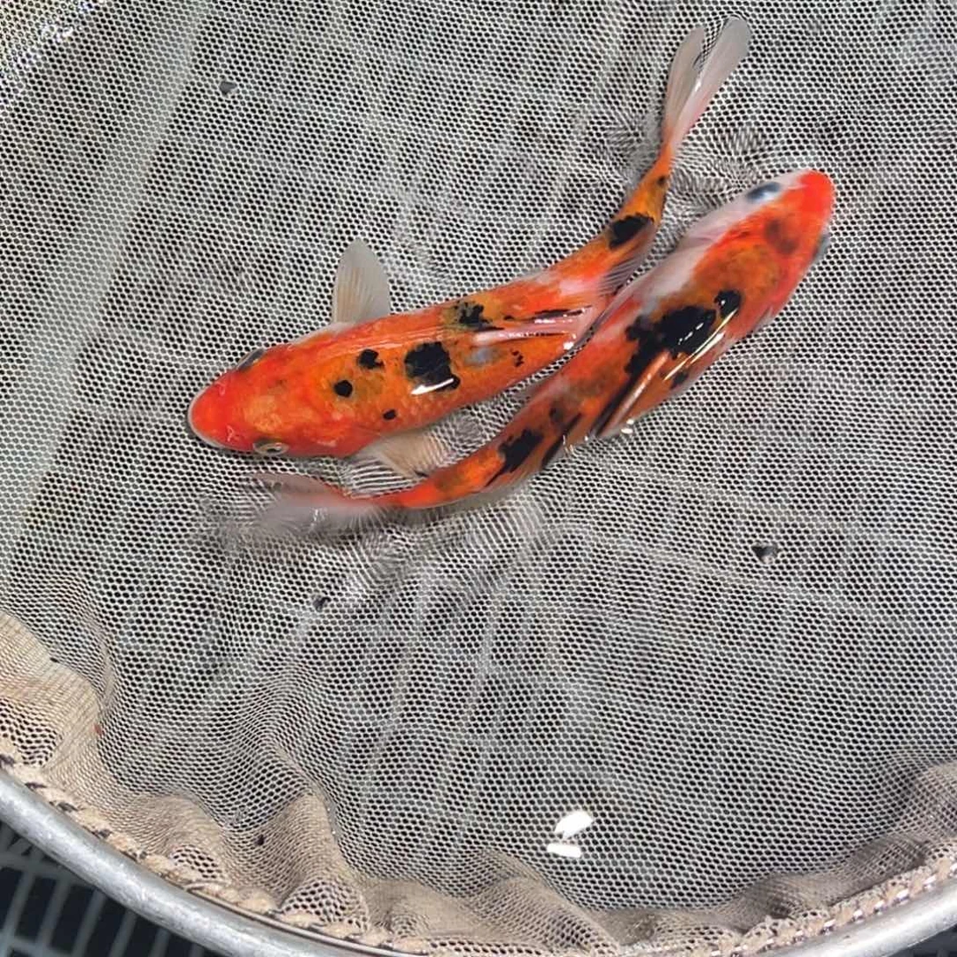 锦鲤锦鲤观赏鱼1111