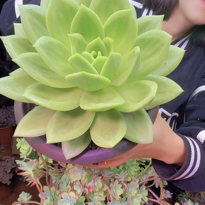 翠花老桩多肉zero