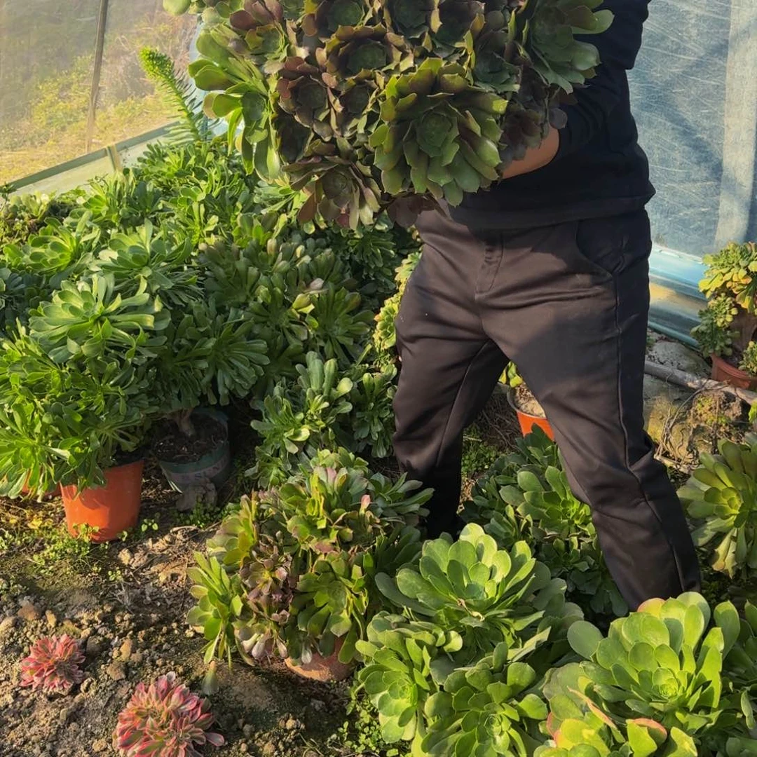 518多肉植物捧花的时候