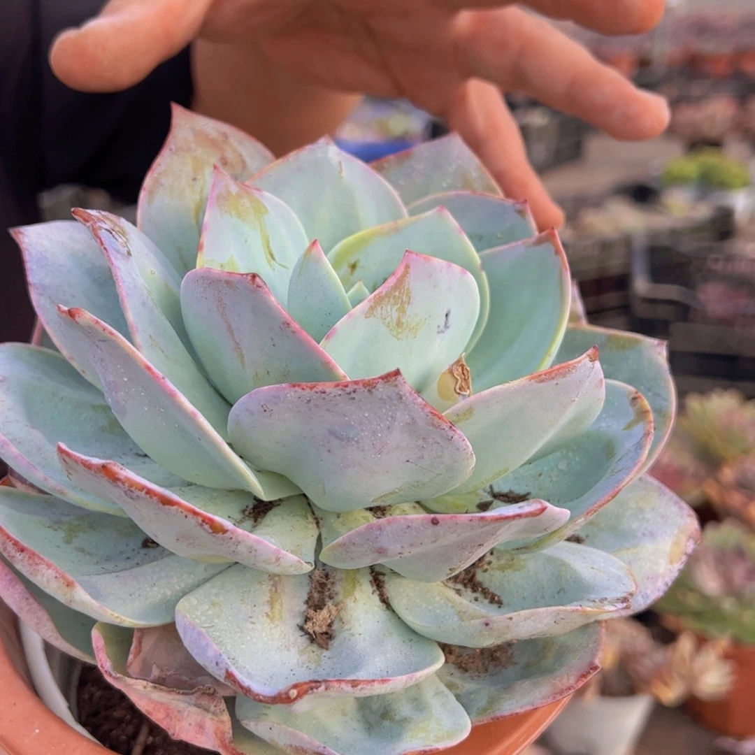 白凤大单头老桩多肉