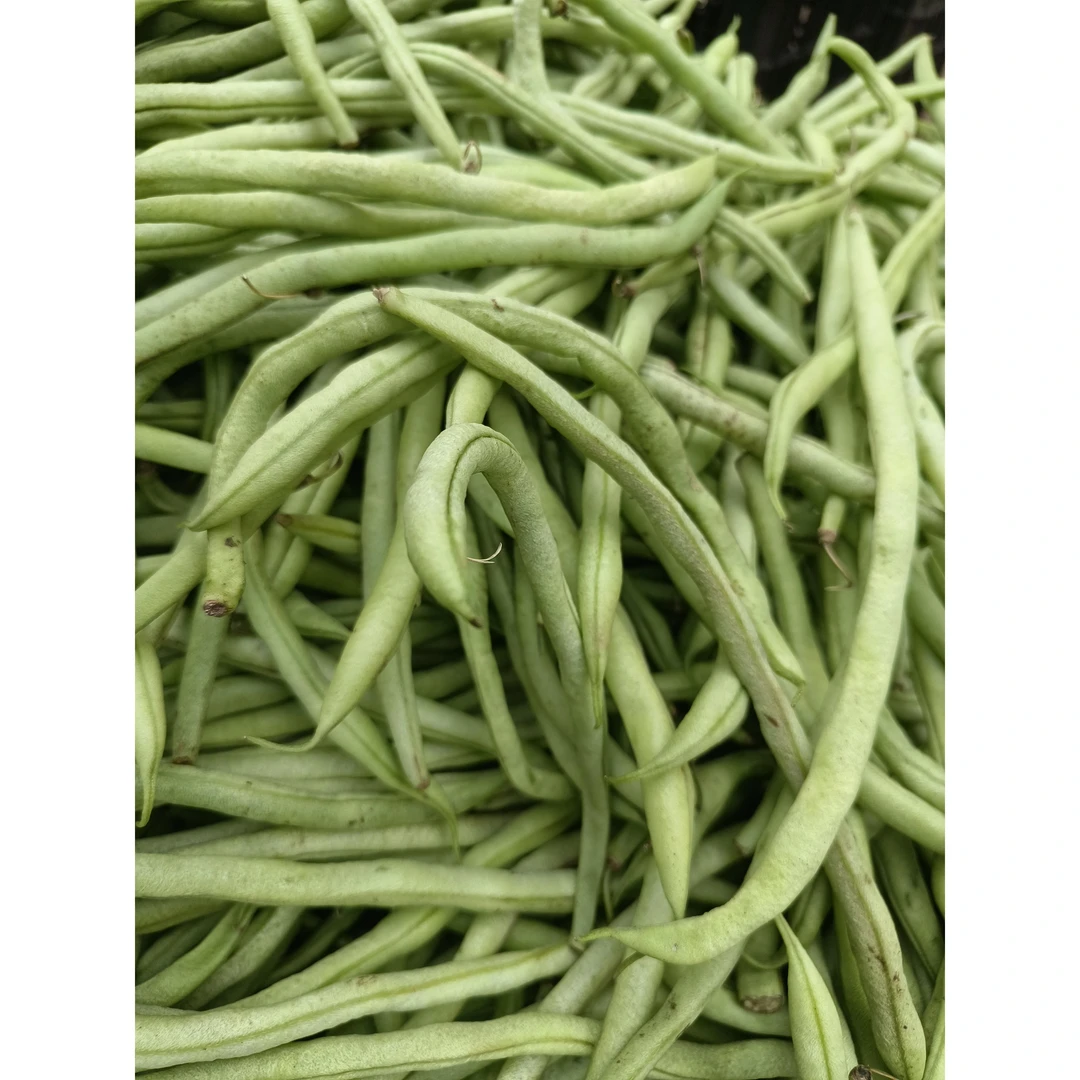 云南农家新鲜现摘无筋四季豆应季蔬菜