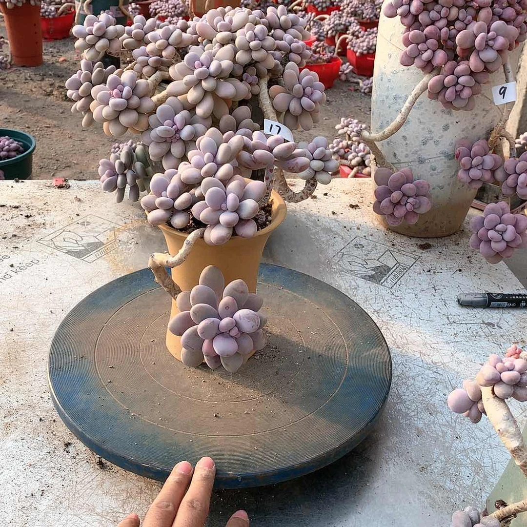 54桃蛋老桩一物一拍不带盆