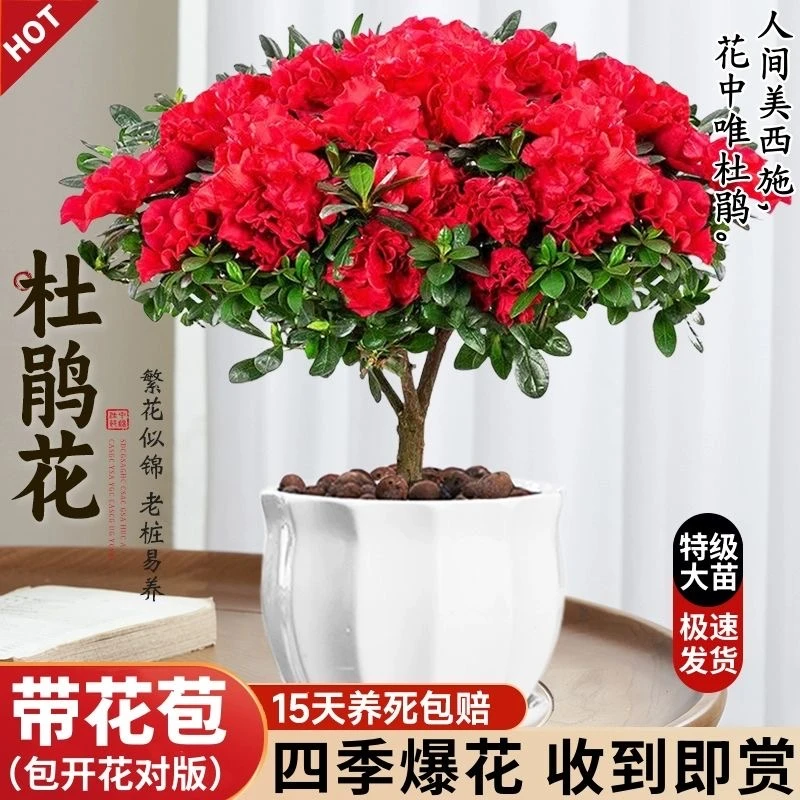 杜鹃花盆栽带花苞室内外花卉四季开花好养易活绿植