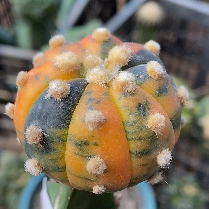 无花朵福利散斑南瓜兜锦606