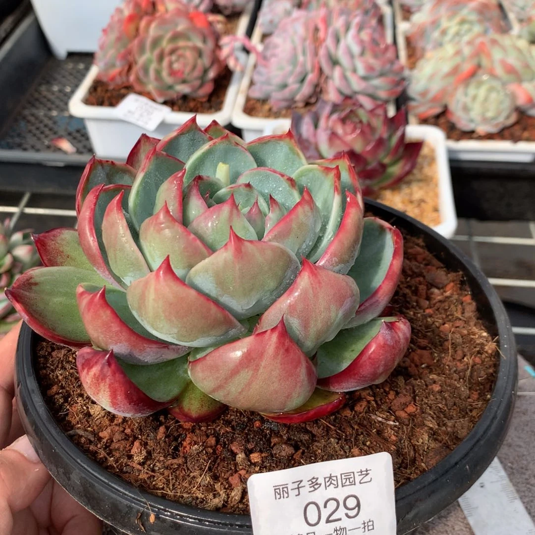 029花脸宽叶拉丝外翻。尺寸12。多肉植物