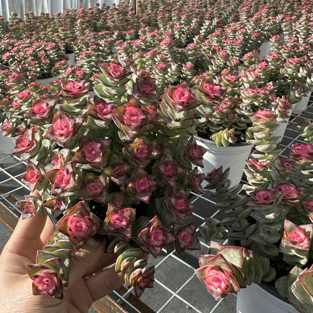 星王子锦多肉景天花盆绿植 透气简约耐用萌宠肉肉新手好养