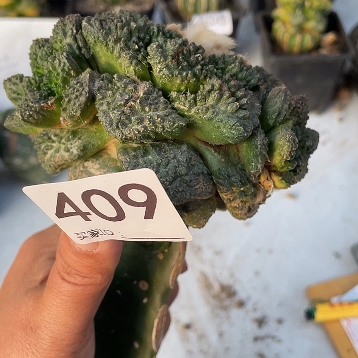 409号三脚架接龟甲牡丹