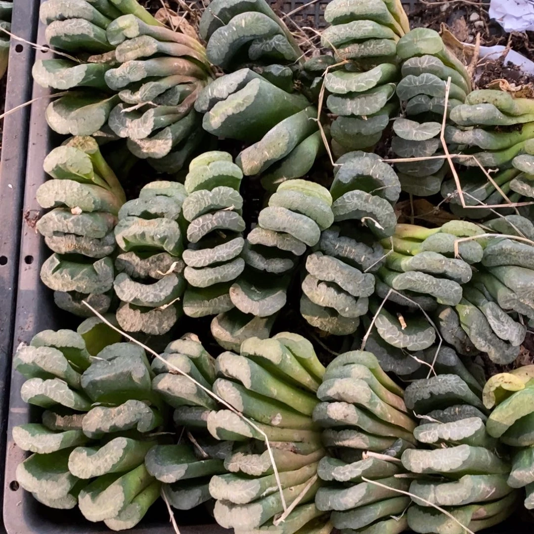 3102 一颗实生大玉扇 元旦福利