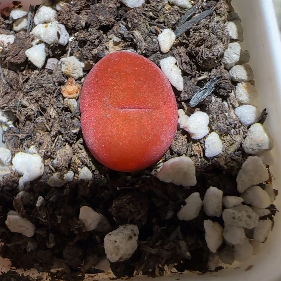 锦***，肉锥多肉植物百科-430