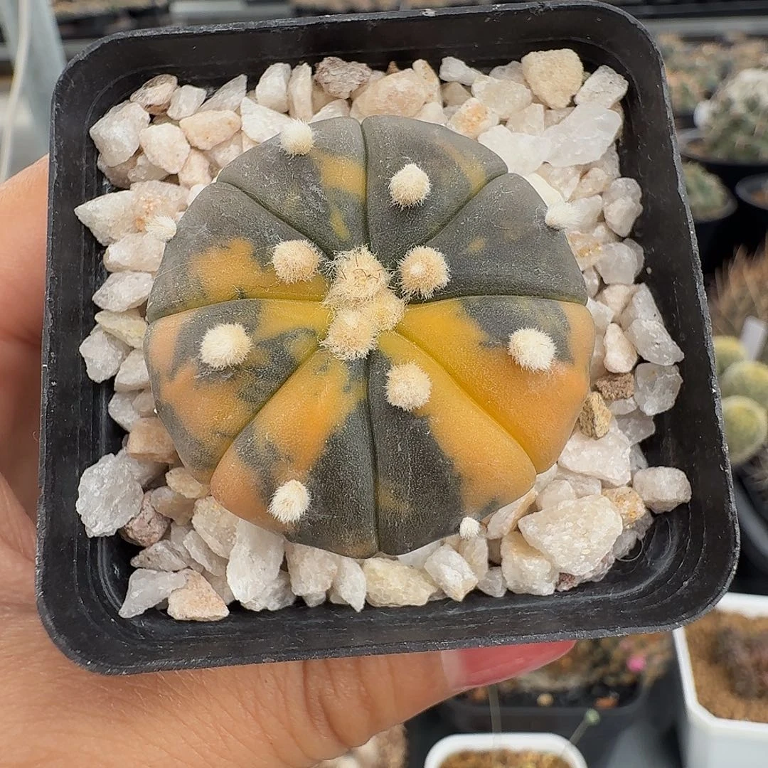 实生兜锦带盆发货