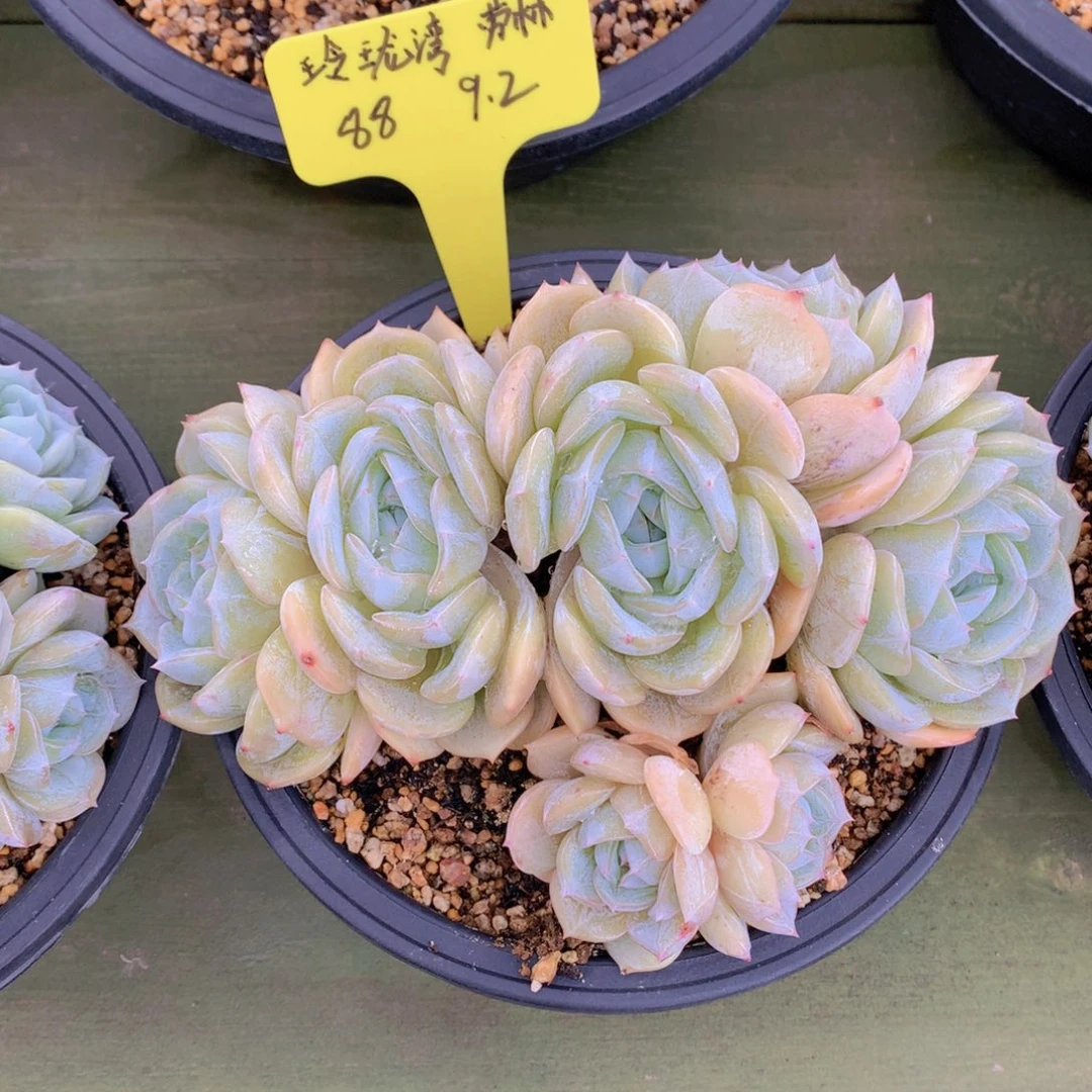 玲***湾我们家的小姐姐们
