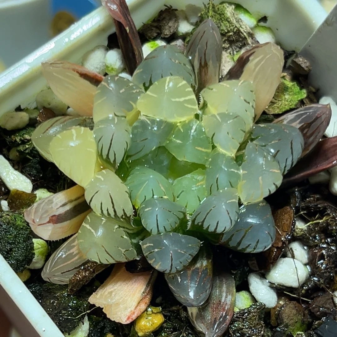 恭喜发财大吉大利0497