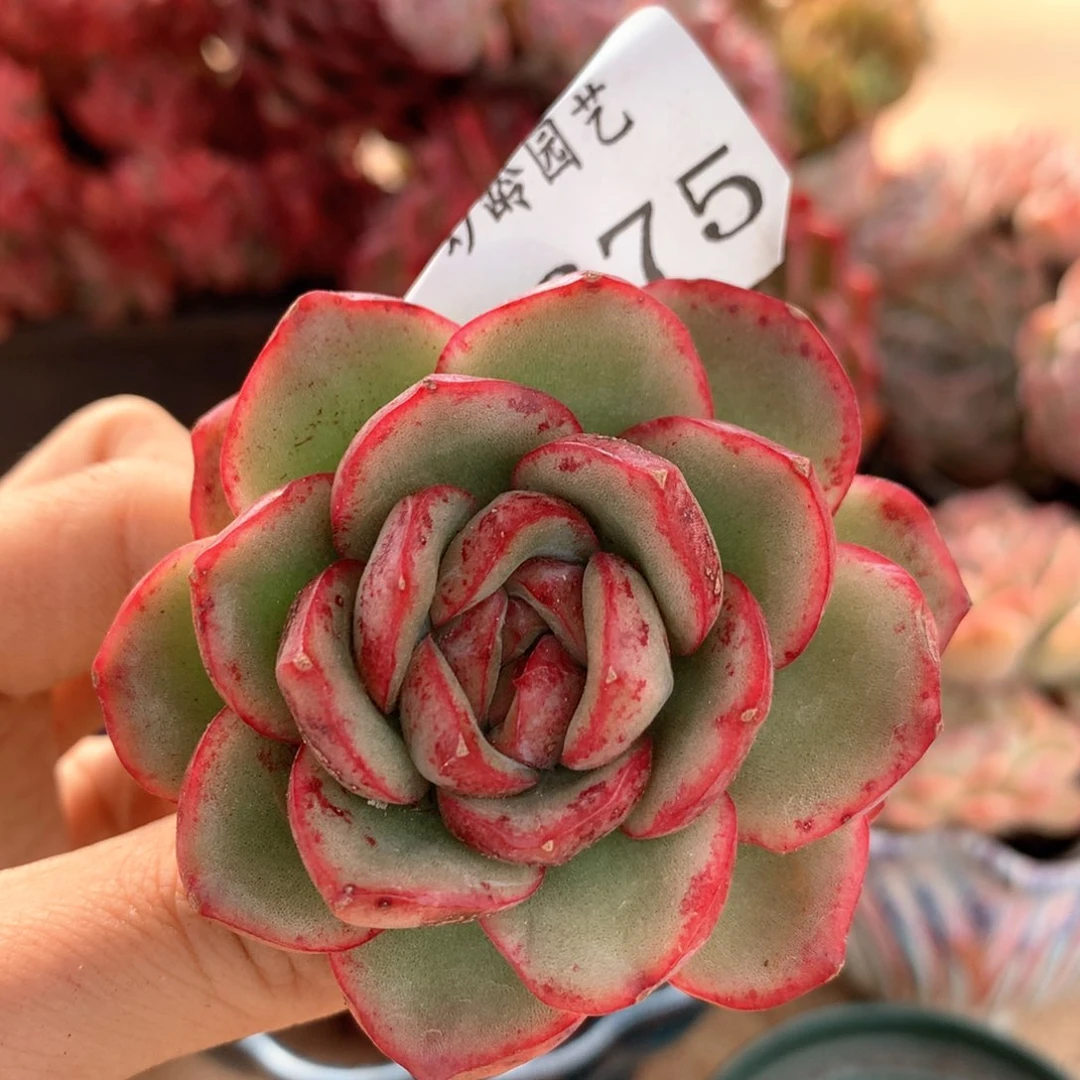 1675杂交多肉植物