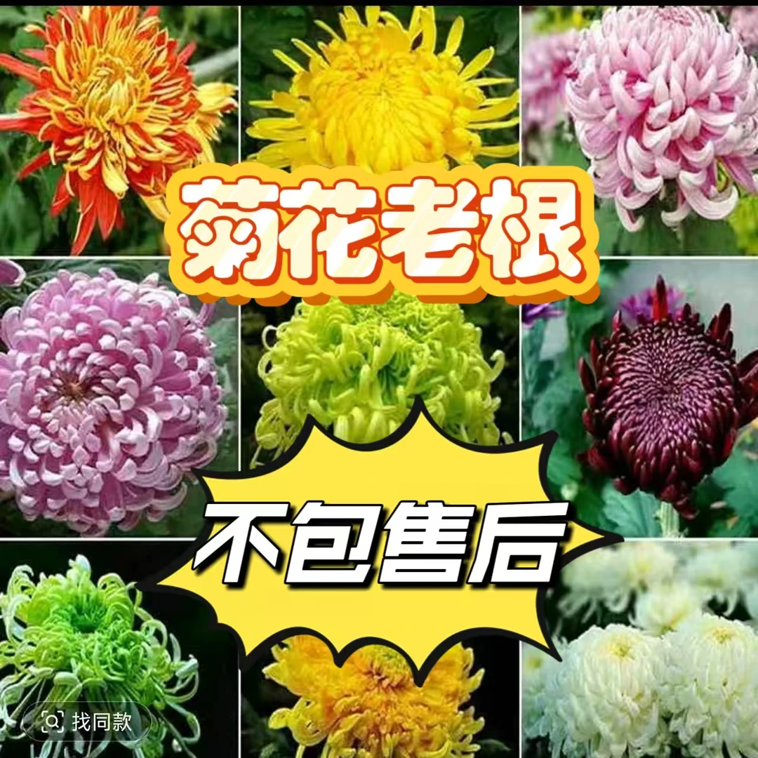 菊花老根【随机三颗】花后老根，剪枝发货不售后，介意勿拍