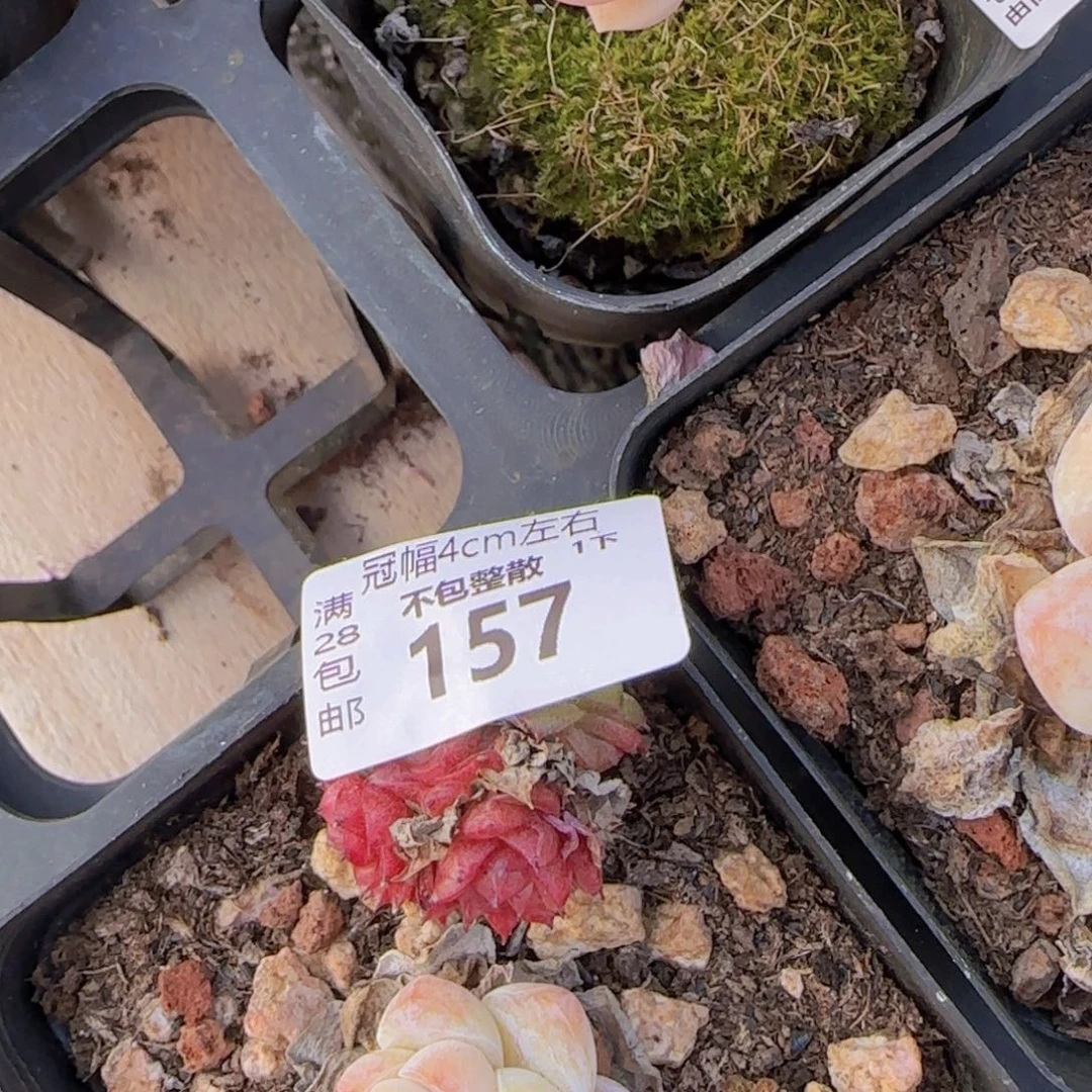 M**o全场满28包邮零下拍保温多肉