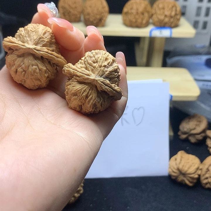 X***O白狮子3333333333339