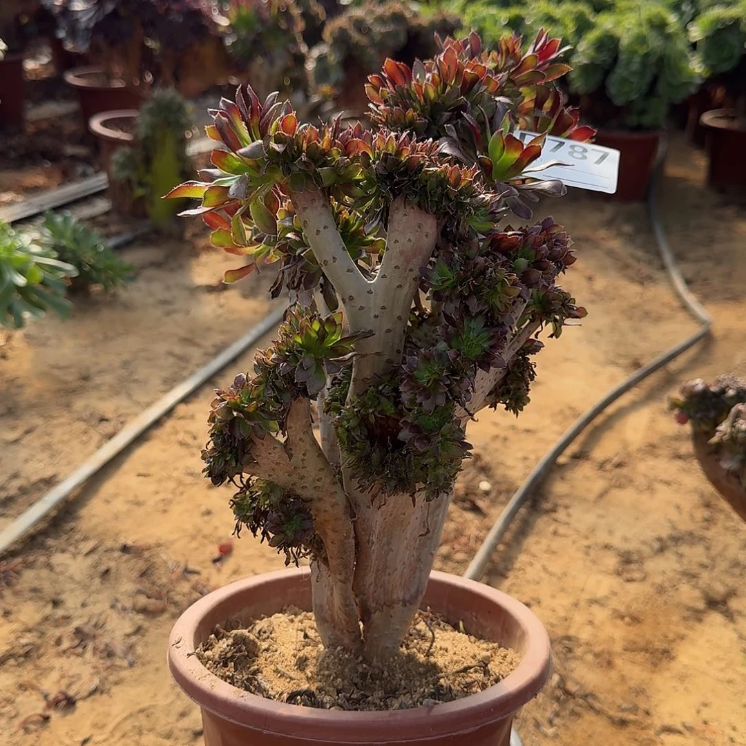 787黑法师一颗呀呀