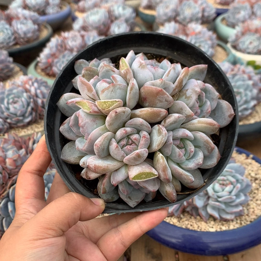 哈哈哈哈哈哈哈26