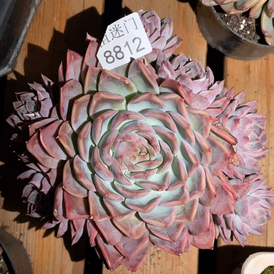 依***依杂交精品多肉8812~ 15厘米