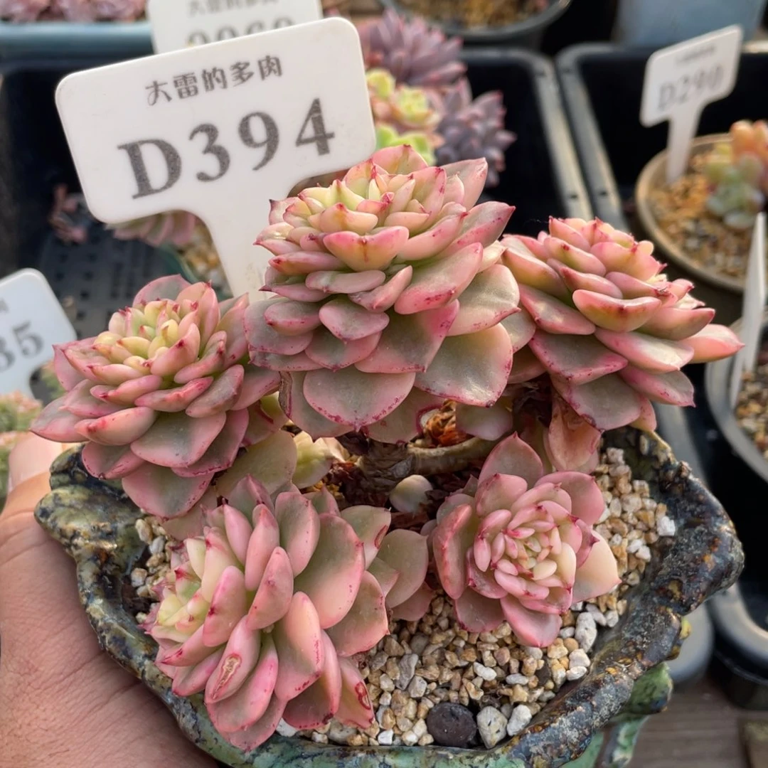 394蜡牡丹锦不带盆14厘米