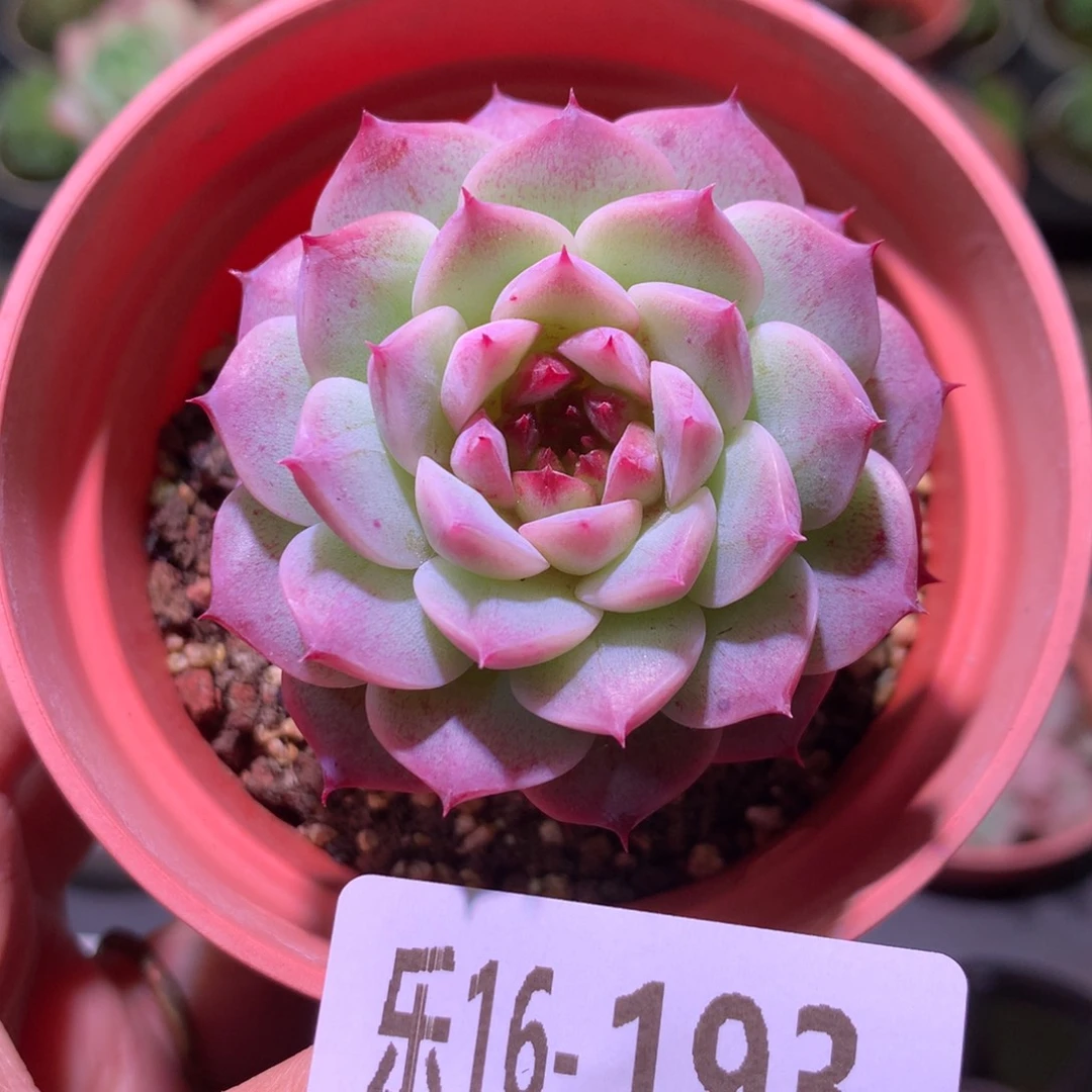 乐然16-193 天鹅绒