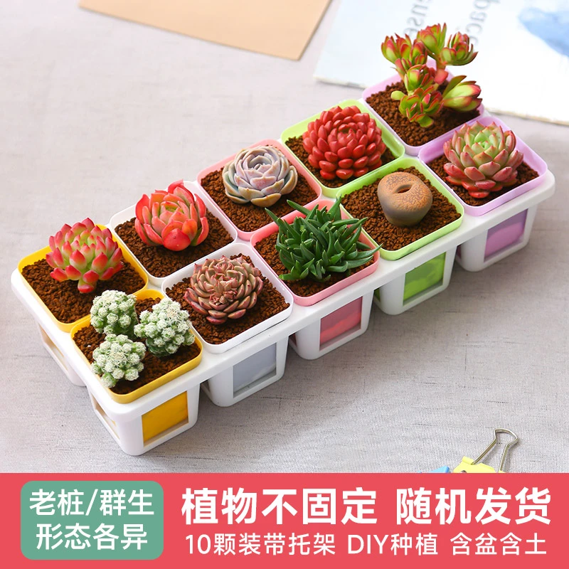 十全十美多肉植物新手套餐带盆带土好养耐活花卉绿植云南基地直发