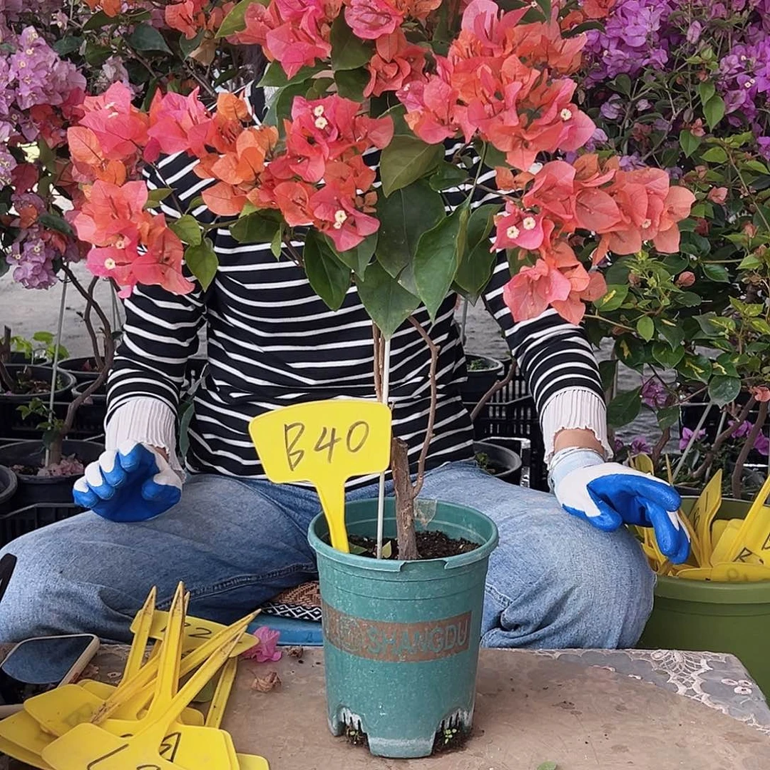 静***子大部分花苞少量开放B40波妹