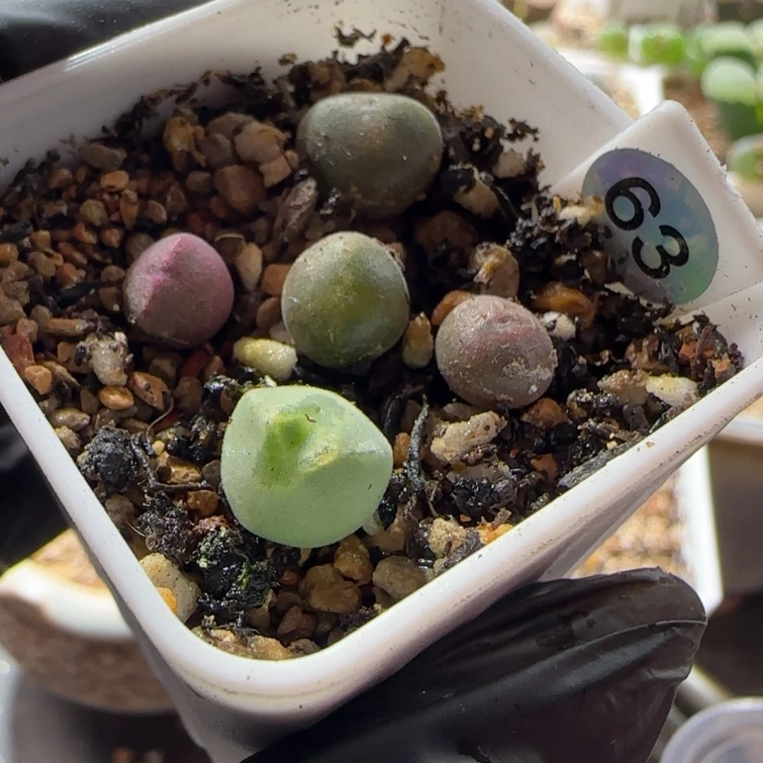 一盒。 100。    5颗